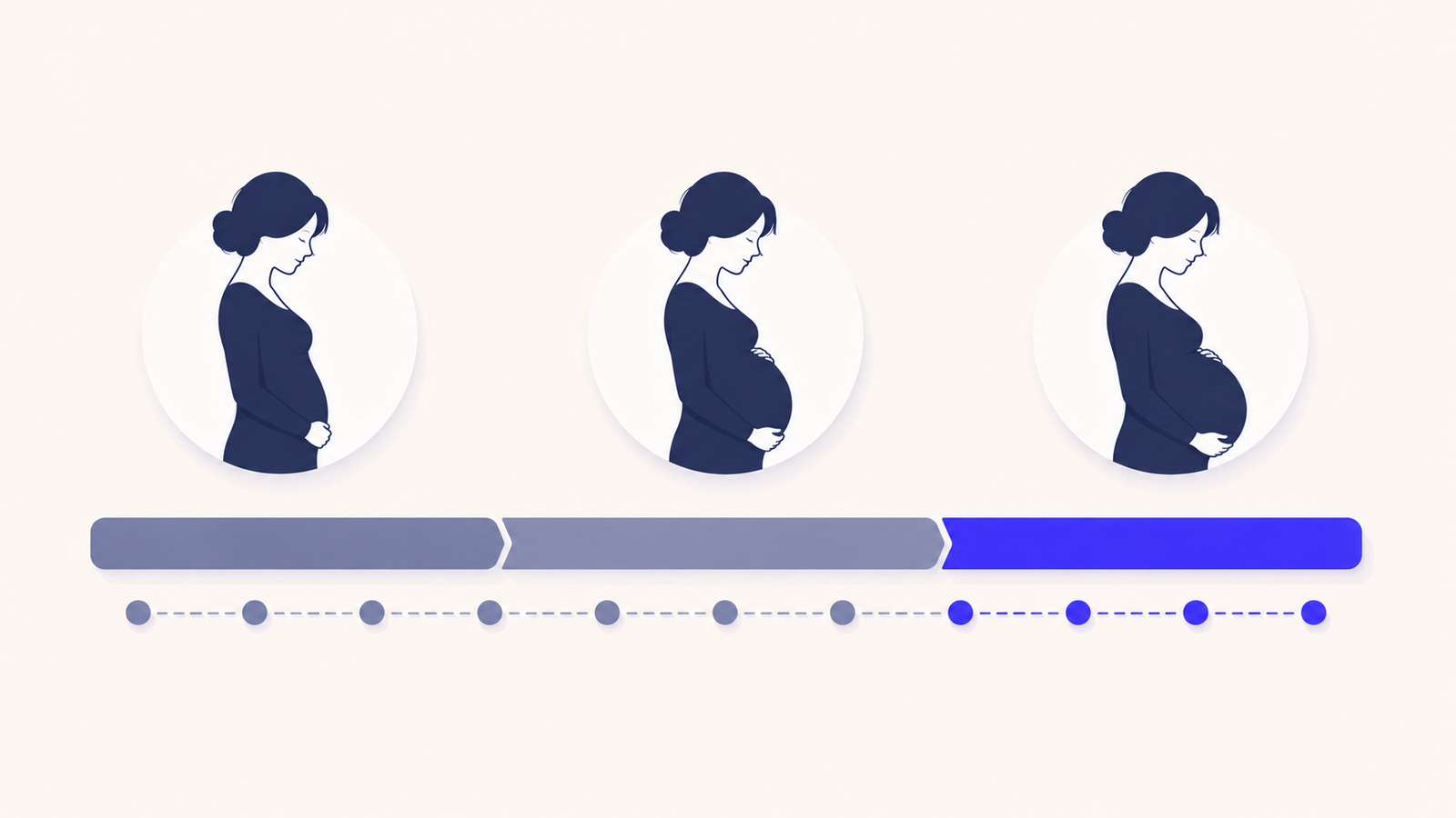 Flat vector timeline showing three pregnancy trimesters split across forty weeks